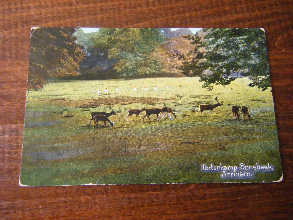 T37 - Arnhem - Sonsbeek - Hertenkamp - 1913 - Mooi/Oud, Ophalen of Verzenden, Voor 1920, Gelderland