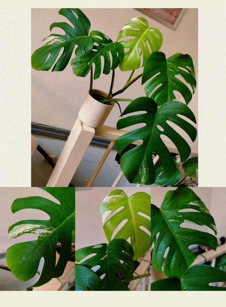 Monstera variegata, Huis en Inrichting, Kamerplanten, Ophalen, Halfschaduw, Minder dan 100 cm
