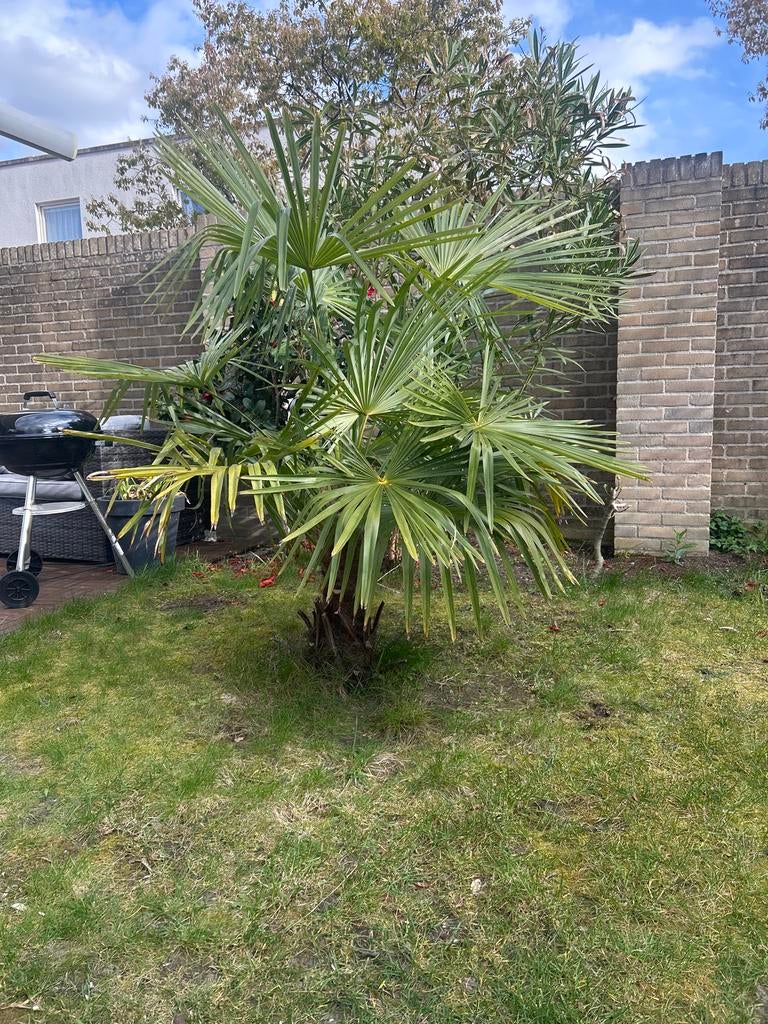 Winterharde palmboom, Overige soorten, Volle zon, Vaste plant, Ophalen of Verzenden