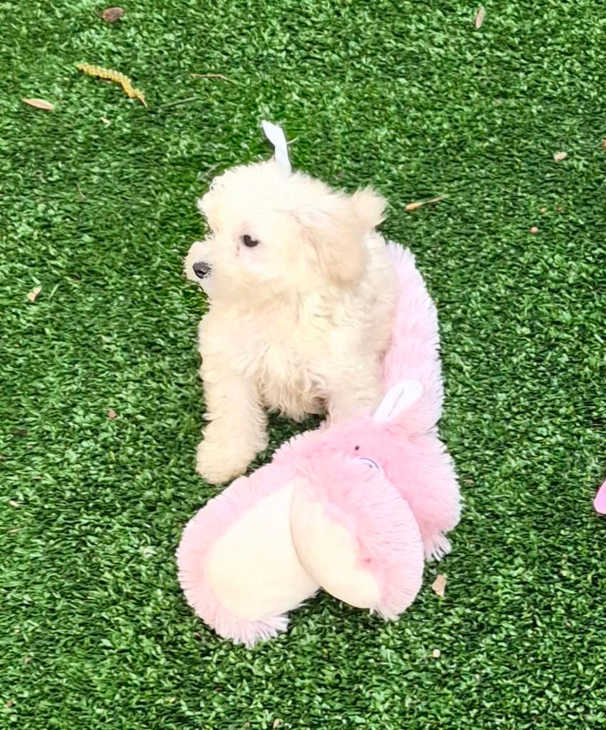 Maltipoo meisje klein blijvend., Poedel, Parvo, 8 tot 15 weken, Teef