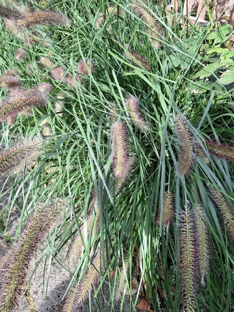 Tuitenragers of pennisetum. Als korenaren .word  een meter, Ophalen of Verzenden, Zomer, Siergrassen, Halfschaduw