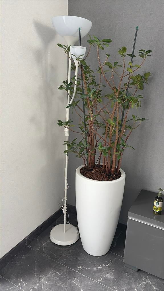 Kantoor kamer planten, Ophalen of Verzenden, Zo goed als nieuw