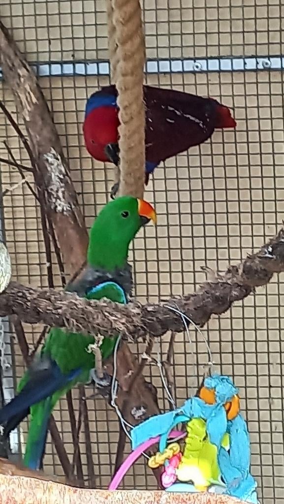 Broedrype edelpapegaaien  koppel, Meerdere dieren, Papegaai