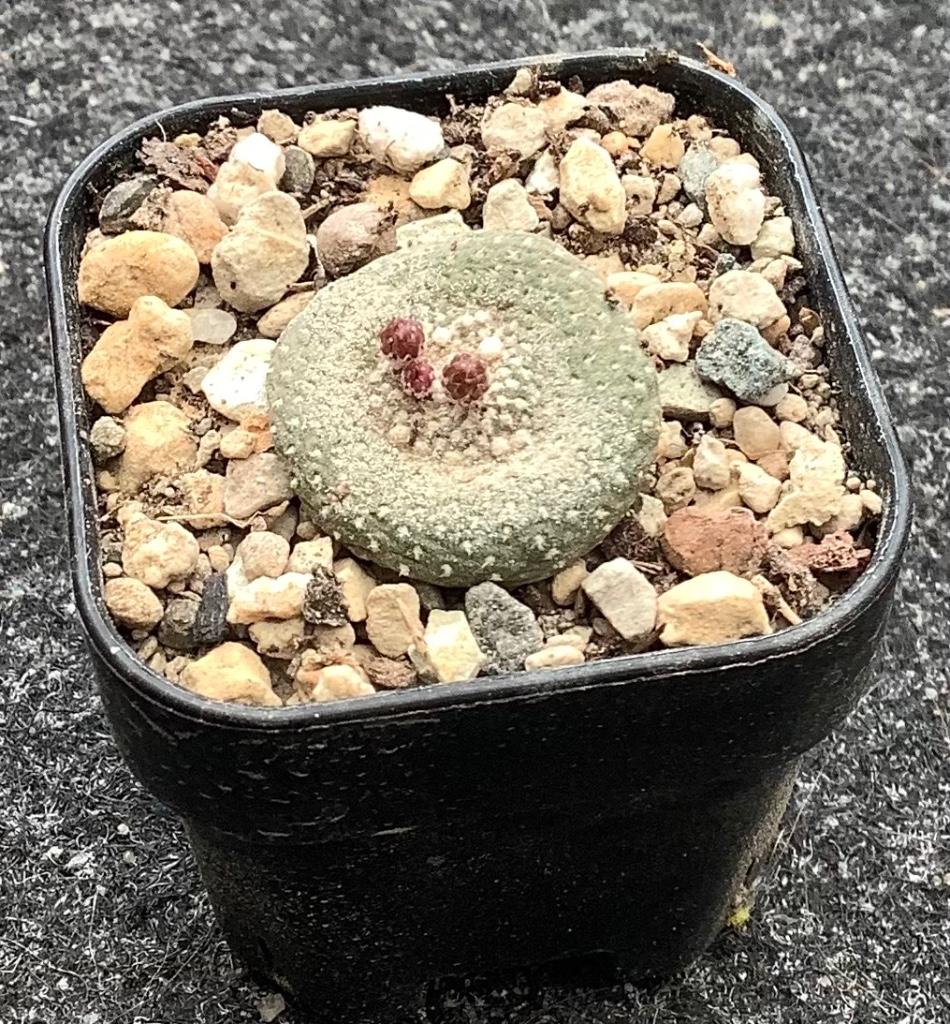 Cactus, Blossfeldia, Ophalen of Verzenden, Cactus, Volle zon, Minder dan 100 cm