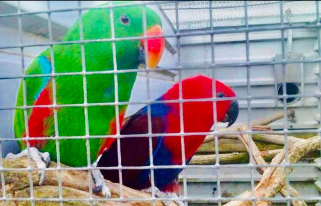 GEZOCHT & INKOOP EN OPVANG VAN ALLE SOORTEN KROMSNAVELS!, Dieren en Toebehoren, Vogels | Parkieten en Papegaaien, Meerdere dieren