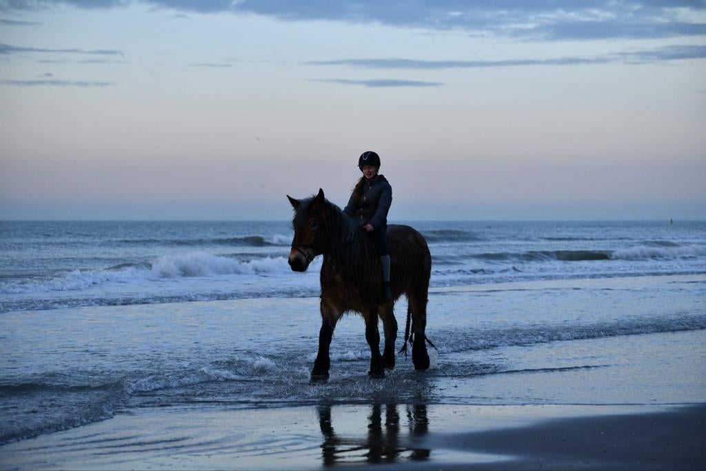 Wij hebben diverse lease paarden en pony's beschikbaar!