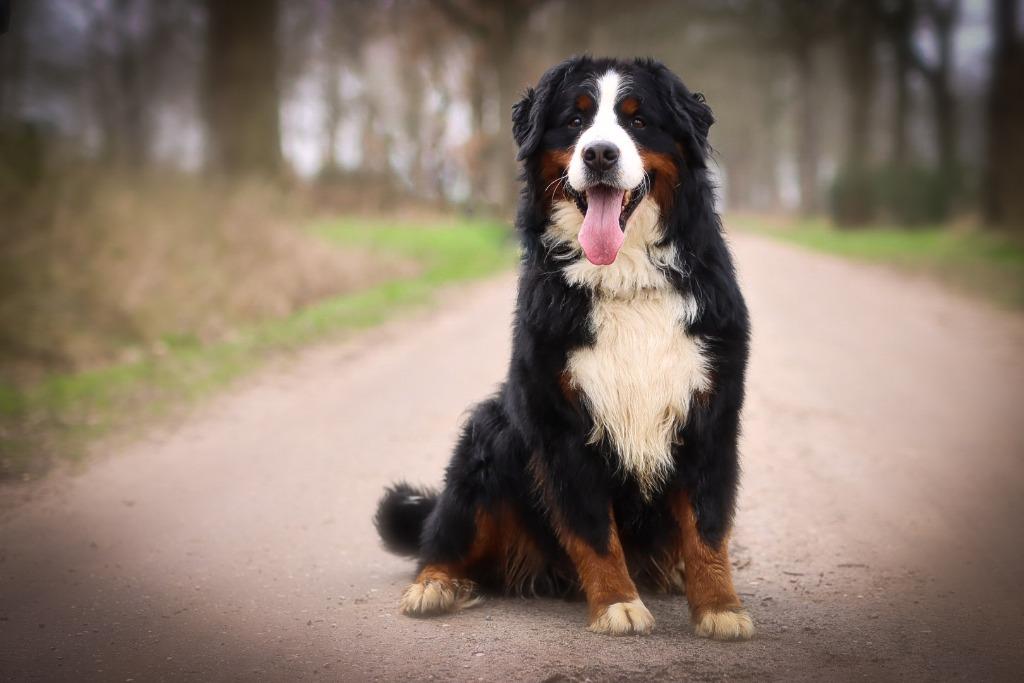 berner sennen dekreu, Reu, Parvo, Eén hond, 3 tot 5 jaar