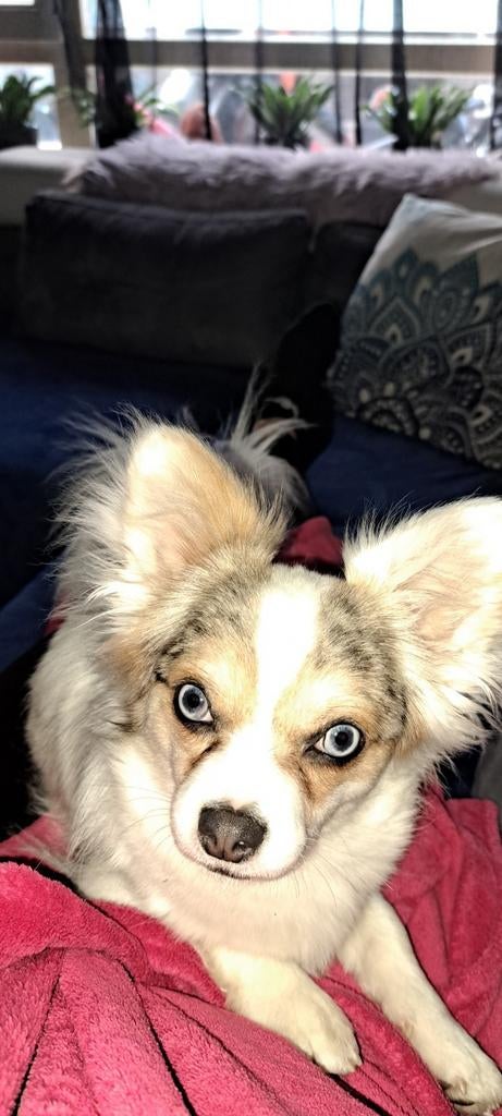 Mooie dekreu Merle Chihuahua, Dieren en Toebehoren, Honden | Poolhonden, Keeshonden en Oertypen, 1 tot 2 jaar, Parvo, Eén hond