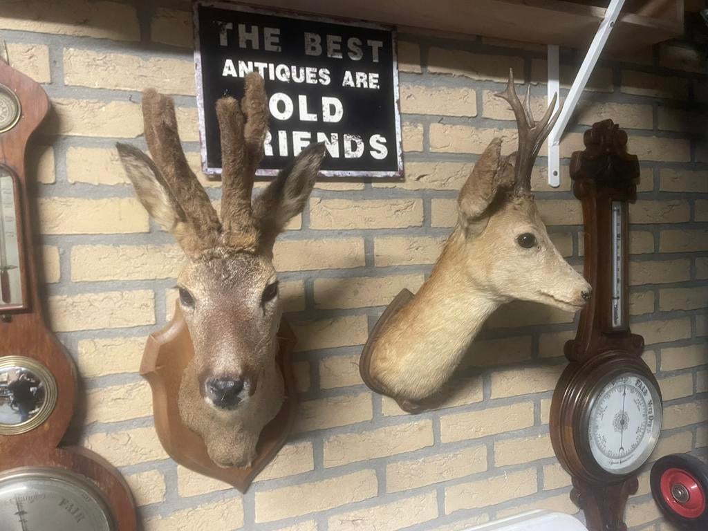 Opgezette hertenkoppen, Ophalen of Verzenden, Vogel, Gewei of Kop