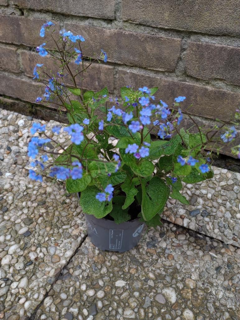 Kaukastische Vergeet mij niet, Tuin en Terras, Planten | Tuinplanten, Volle zon, Vaste plant, Lente, Ophalen
