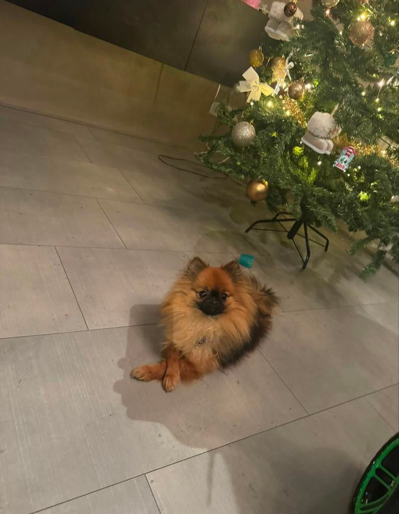 Pomeriaan teefje 1,5 jaar, Dieren en Toebehoren, Honden | Poolhonden, Keeshonden en Oertypen, Keeshond, 1 tot 2 jaar, Teef, Parvo