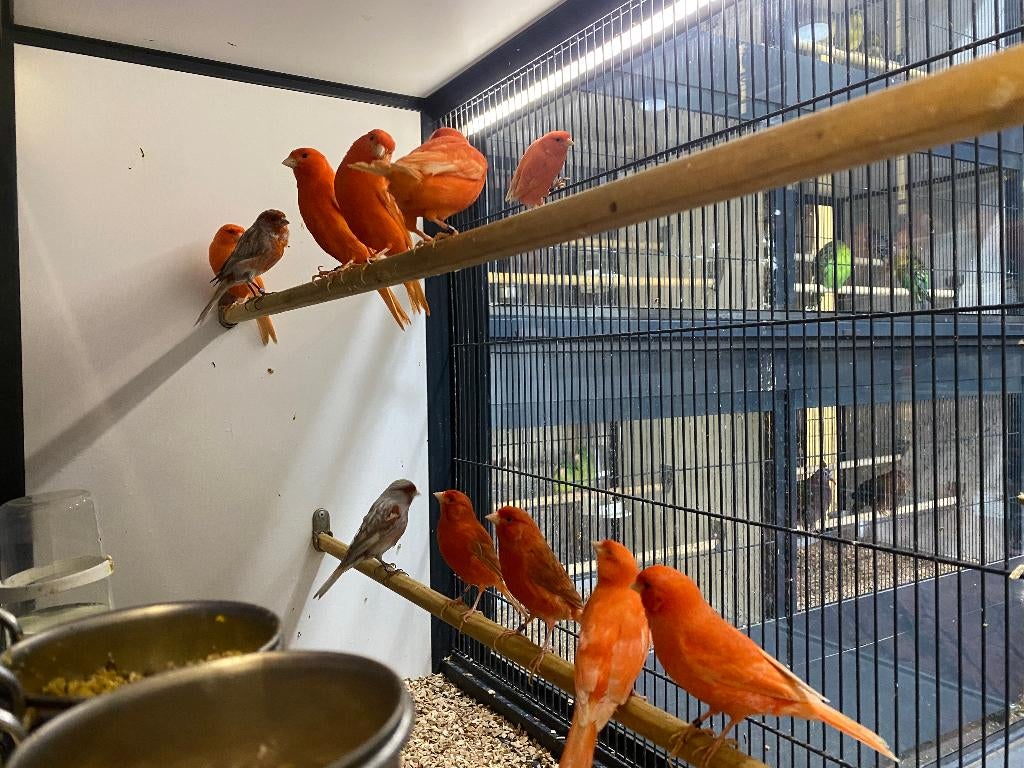 Mooie mannelijke kanaries | Goede zangvogel | Kanarie, Mannelijk, Zangkanarie