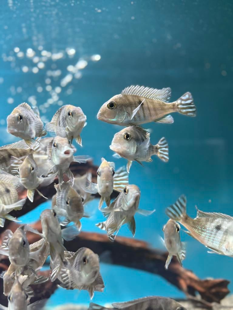 Geophagus Pyrocephalus, Vis, Zoetwatervis