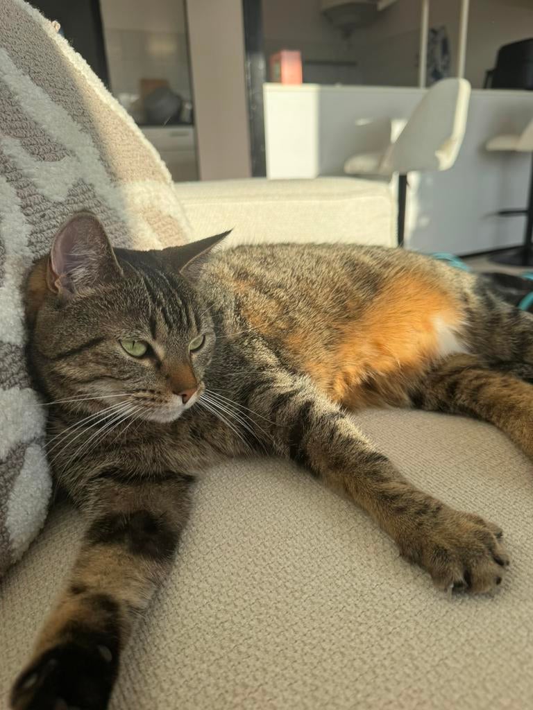 Lieve Kater, 4 jaar oud, Dieren en Toebehoren, Katten en Kittens | Raskatten | Korthaar, Kater