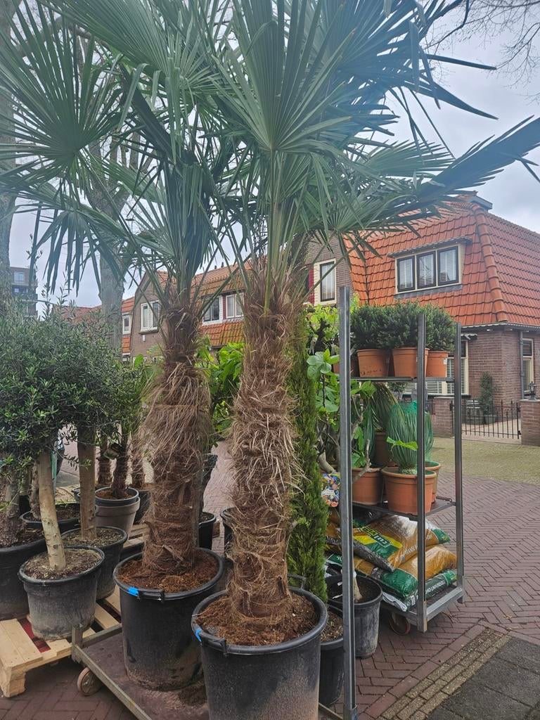Trachycarpus Fortunei stam 50cm - 160 hoog - winterhard, Volle zon, Ophalen of Verzenden, Minder dan 100 cm, Zomer