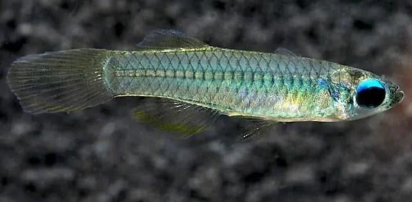 Afrikaans Blauwoogje - Koidream Valburg, Vis, Zoetwatervis