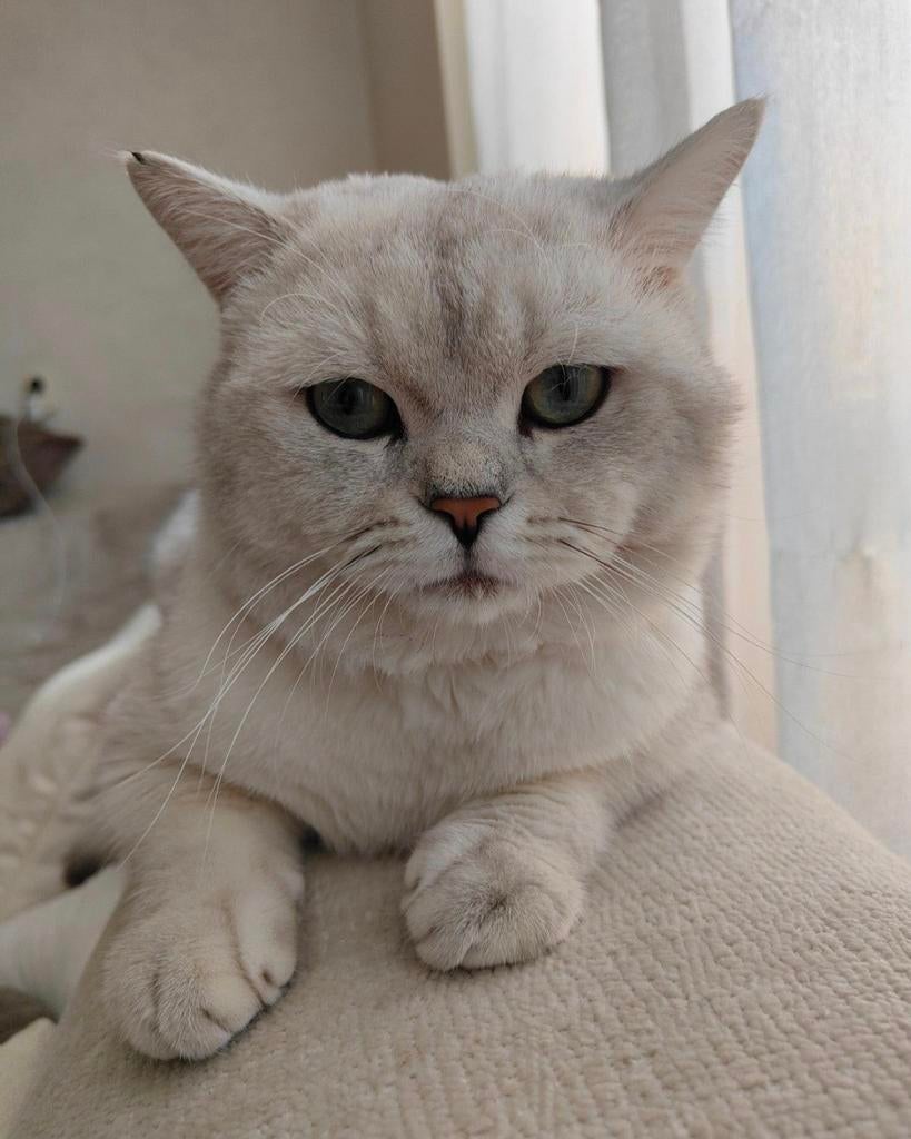 Silver shaded Britse Korthaar kater, Kater