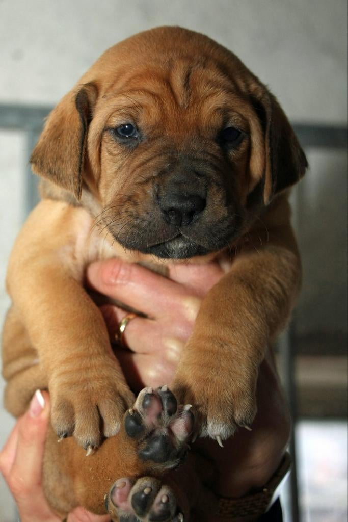 Grote zwitserse sennen/ridgeback-bordeauxdog puppies, Parvo, Meerdere, Meerdere dieren, Nederland