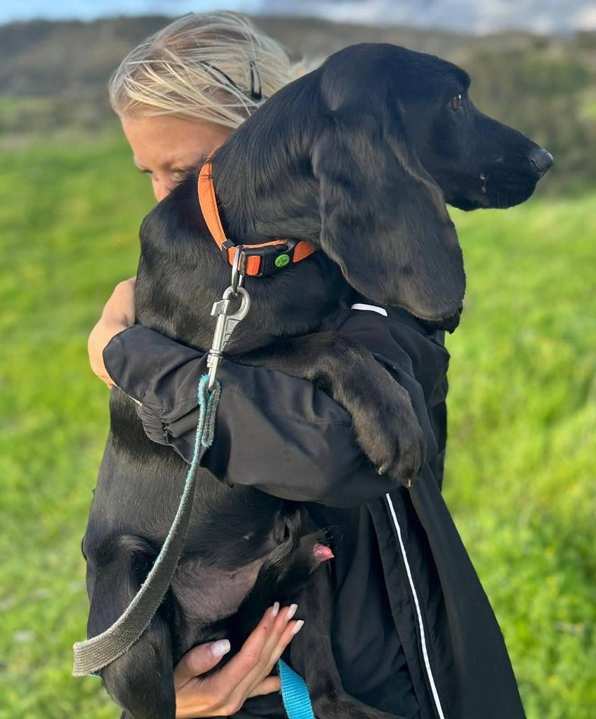 Spoed voor Athos en Pathos. Verblijf Cyprus, Dieren en Toebehoren, 15 weken tot 1 jaar, Buitenland, Parvo, Eén hond