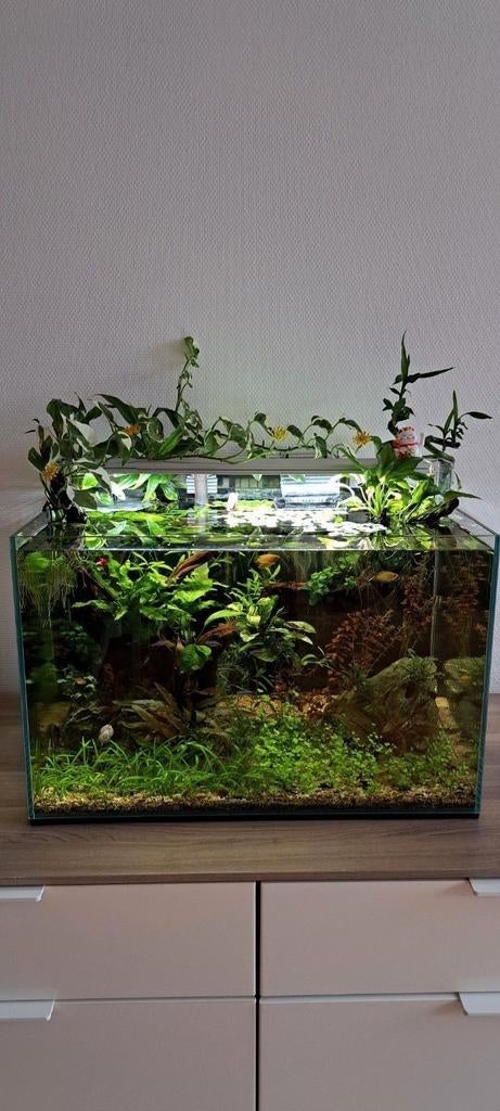 FREE aquarium plants, Ophalen