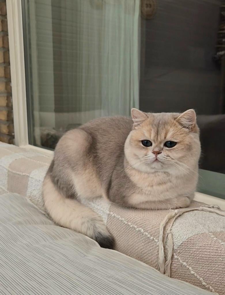 Brits korthaar dekkater met stamboom | NIET TE KOOP!|, Dieren en Toebehoren