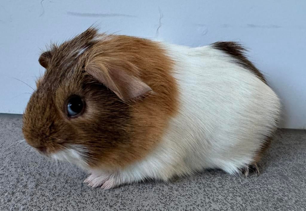 Lief zeugje Lisa, Maart, Vrouwelijk, Cavia