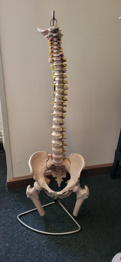 Anatomisch model wervelkolom met femur koppen, Ophalen, Zo goed als nieuw