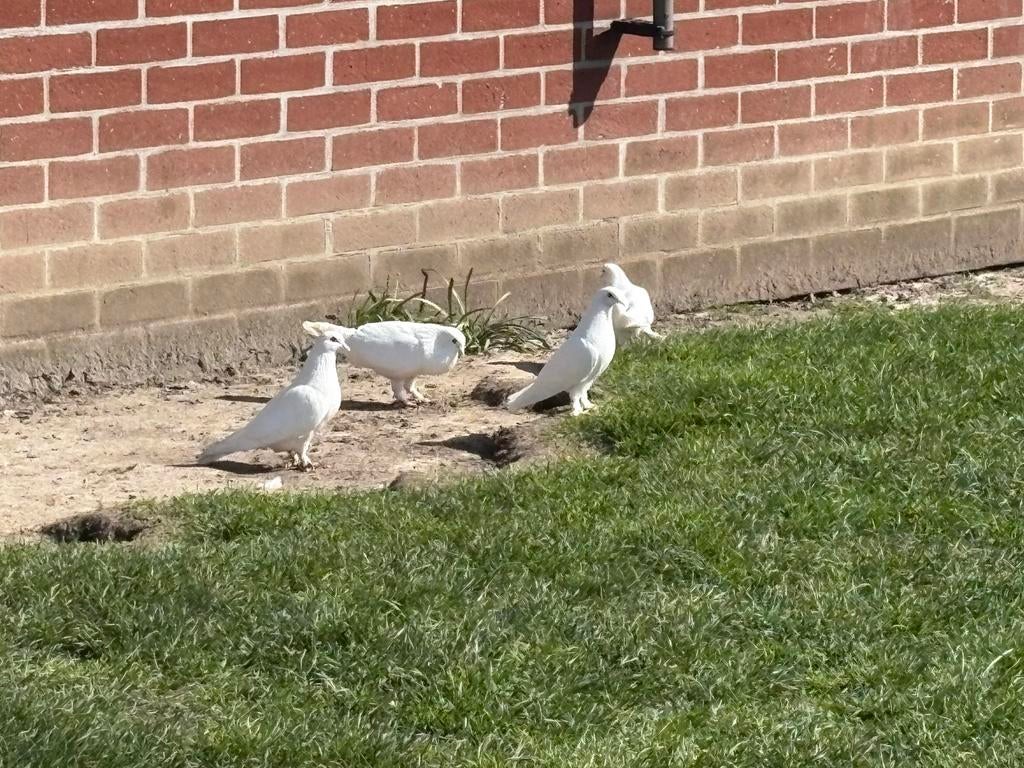 2 witte jonge Takla duiven, Dieren en Toebehoren, Vogels | Duiven, Meerdere dieren, Overige soorten