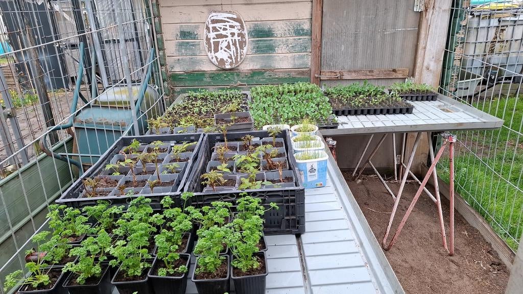 Diverse  bio Groenteplantjes vanaf €0,30, Tuin en Terras, Planten | Tuinplanten, Ophalen, Eenjarig, Groenteplanten, Volle zon