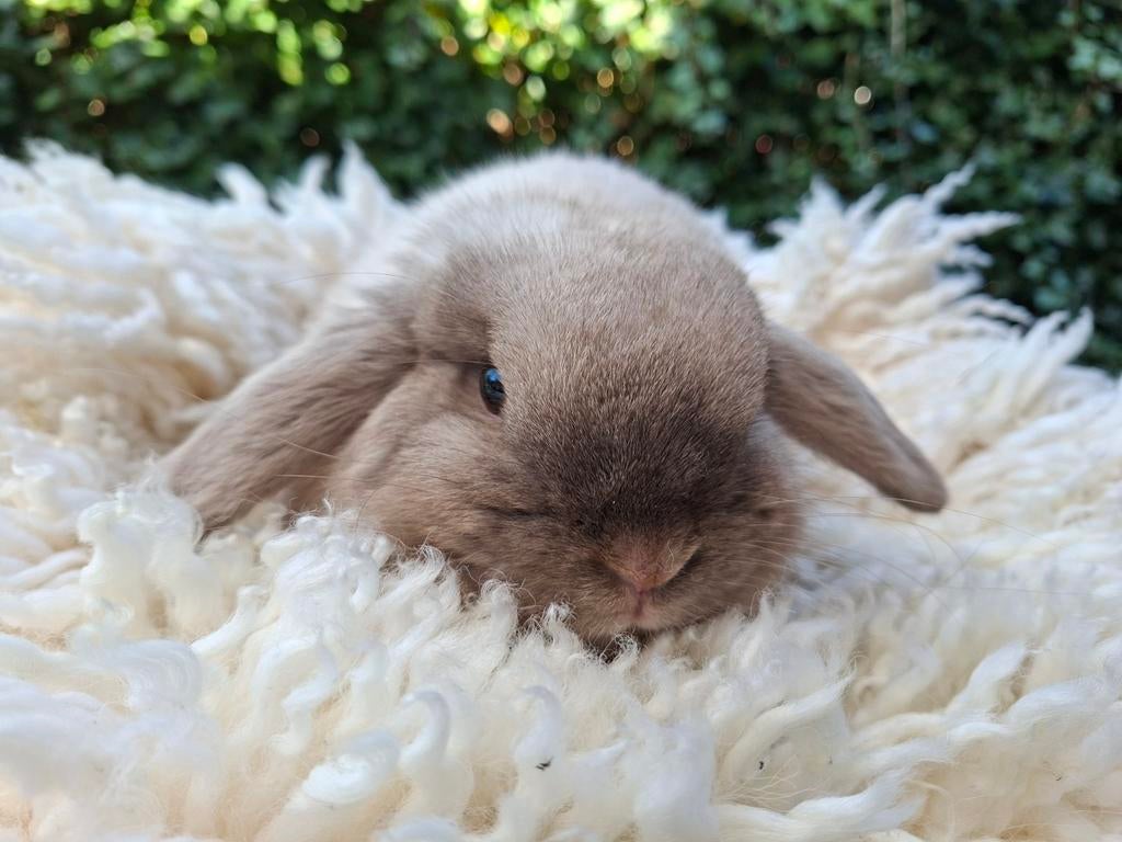 Lief en handtam baby hangoor dwergkonijntje NHD ingeënt, Dieren en Toebehoren, Konijnen, Mannelijk, Dwerg, Hangoor