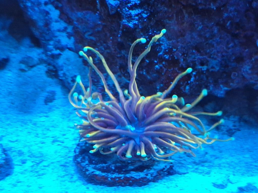 Torch  koraal en zoanthus en een aantal andere te koop., Vis, Zoutwatervis