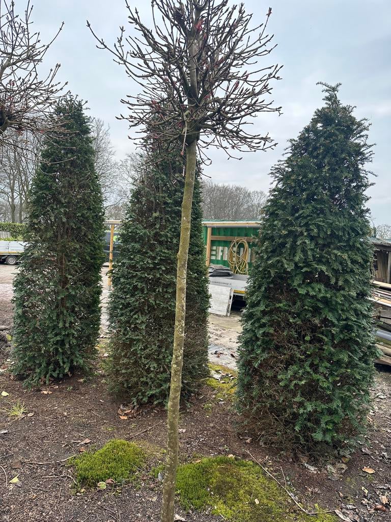 Taxus, Ophalen, Conifeer, 100 tot 250 cm
