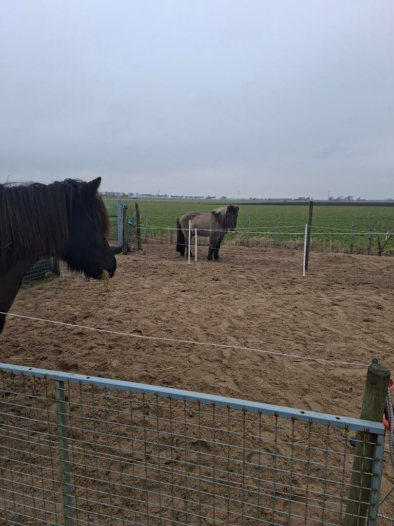 Stalling aangeboden, Dieren en Toebehoren, Weidegang