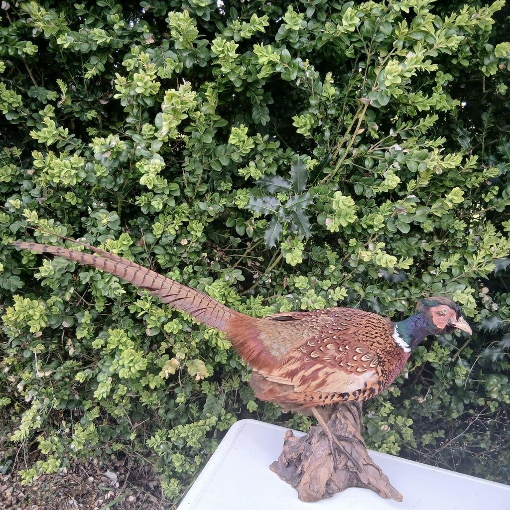 Opgezette fazant, haan, Verzamelen, Ophalen