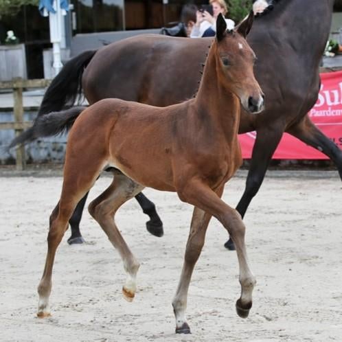 Nieuw * super bewegende 2 jarige hengst, Dieren en Toebehoren, Paarden, Met stamboom, Dressuurpaard, 0 tot 2 jaar, Hengst