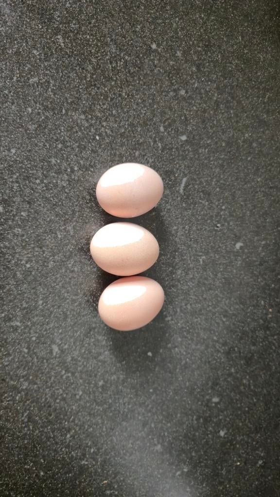 Broedeieren Wyandotte Zilver Zwart gezoomd groot, Dieren en Toebehoren, Pluimvee, Geslacht onbekend, Kip