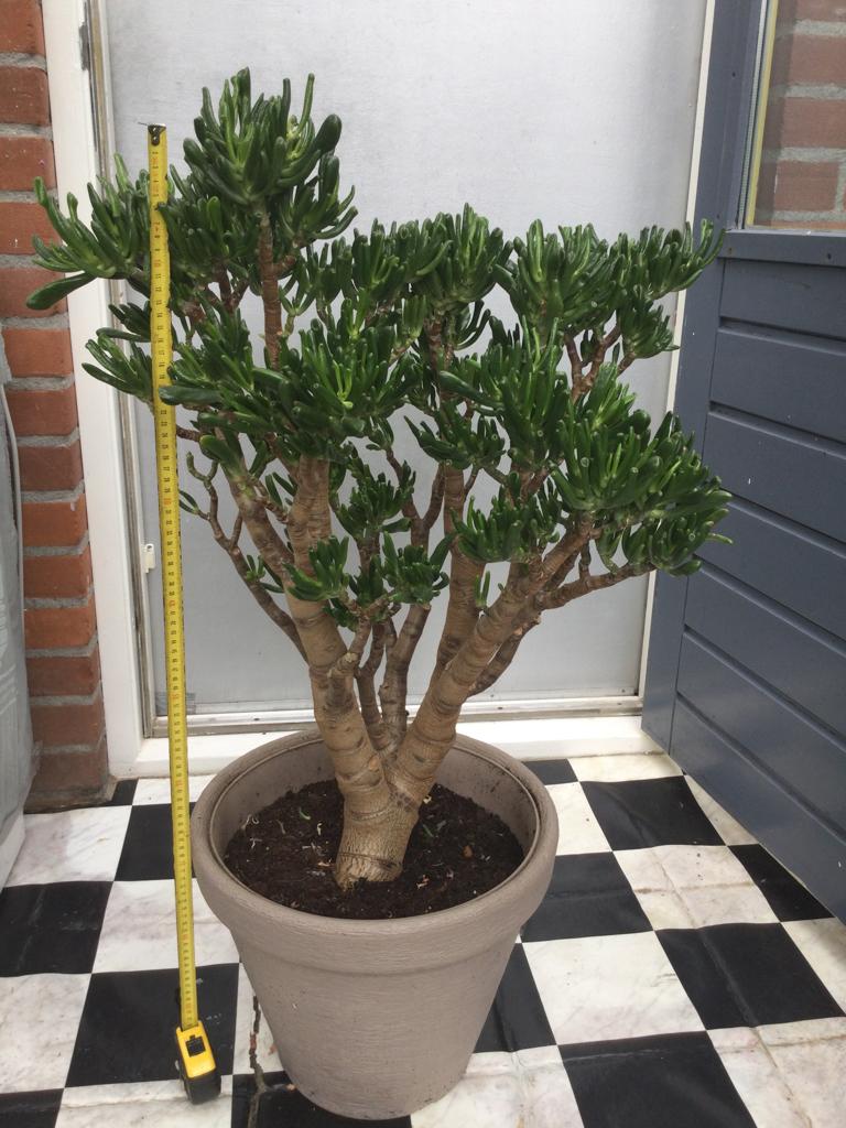 Grote Crassula, Ophalen, In pot, Halfschaduw, Minder dan 100 cm