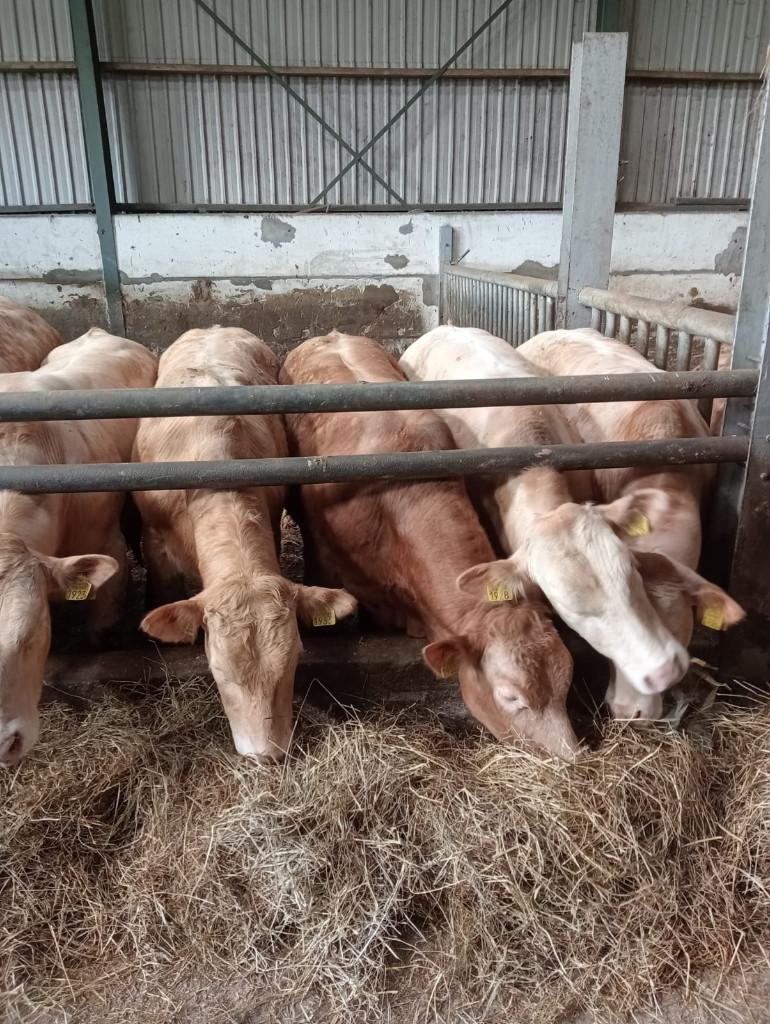 Makke Blonde d'Aquitaine onthoornde dekstieren en pinken, Dieren en Toebehoren, Runderen, Meerdere dieren, 0 tot 2 jaar