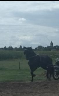 Lieve betuigde friese merrie, Niet van toepassing, 7 tot 10 jaar, Tuigpaard, 165 tot 170 cm