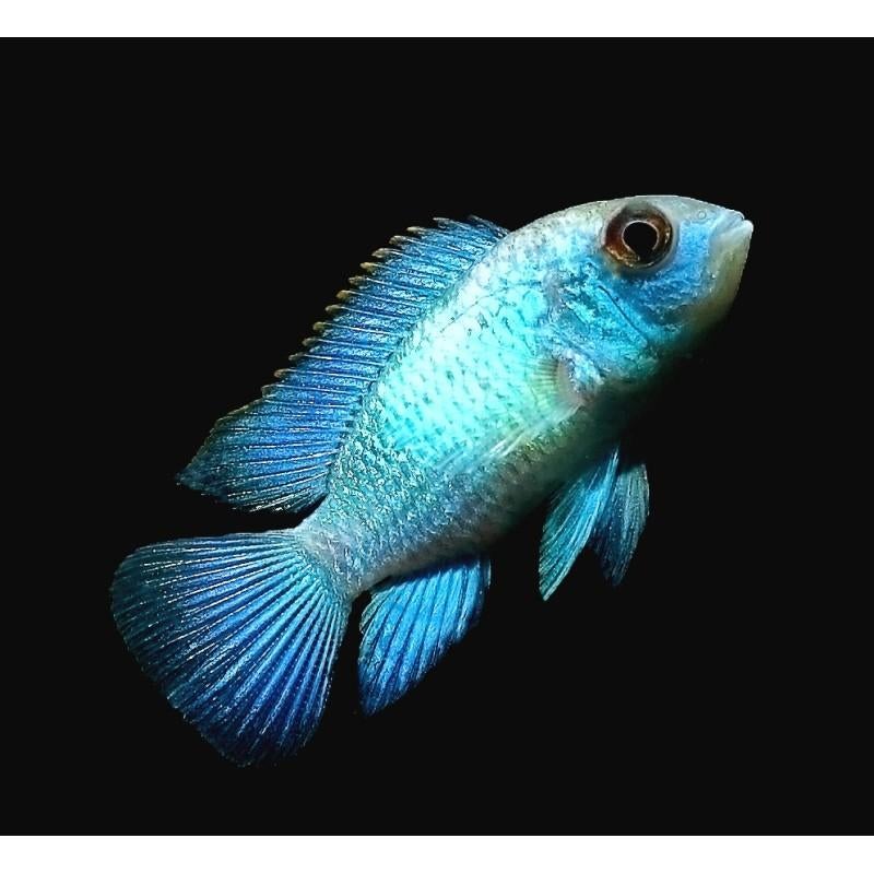 andinoacara pulcher neon blue, Vis, Zoetwatervis, Schoolvis