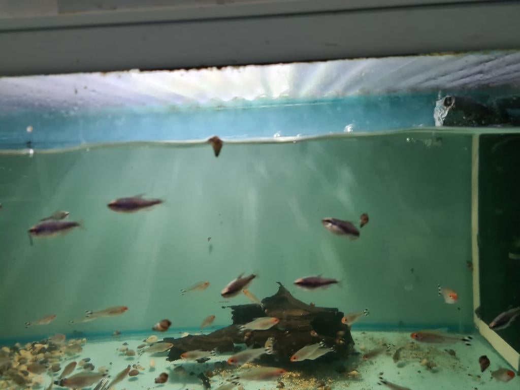 Blauwe Keizertetra, Inpaichthys Kerri Super Blue, Vis, Zoetwatervis