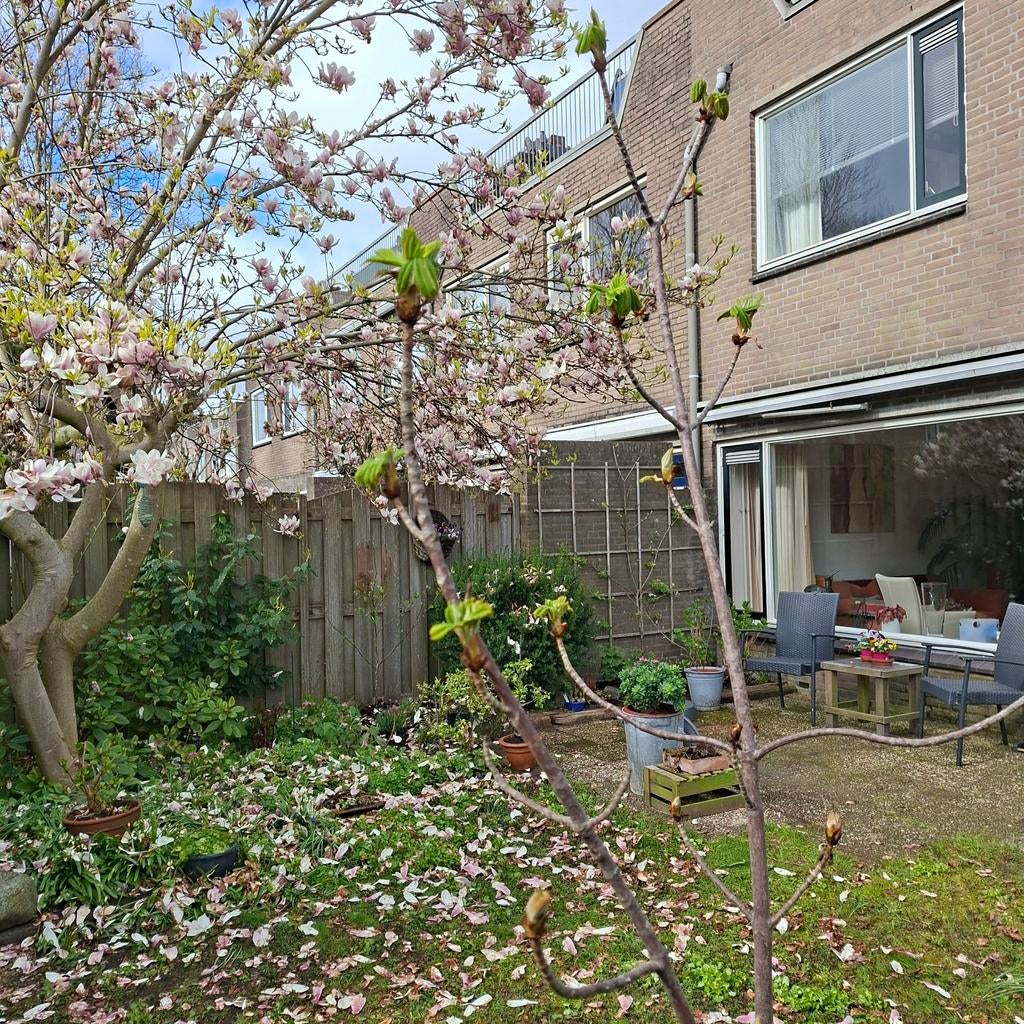 Kastanjeboom, Tuin en Terras, Planten | Bomen, Ophalen, In pot, Overige soorten, 250 tot 400 cm