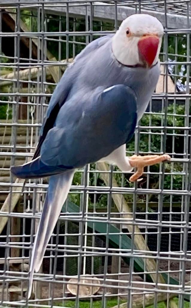 GEVRAAGD halsband overjarige   bleekstaart man, Dieren en Toebehoren, Vogels | Parkieten en Papegaaien, Mannelijk, Parkiet