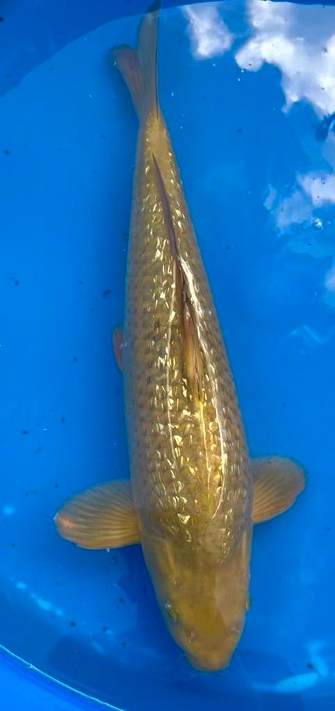 Ginrin Chagoi 004, Karper of Koi