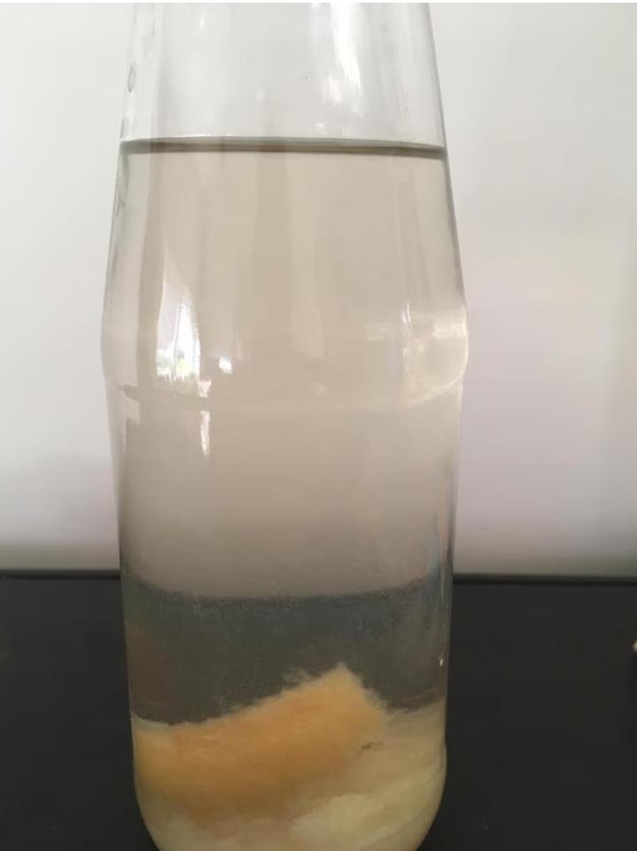 Azijnaaltjes, Dieren en Toebehoren, Vissen | Aquariumvissen, Zoetwatervis, Vis