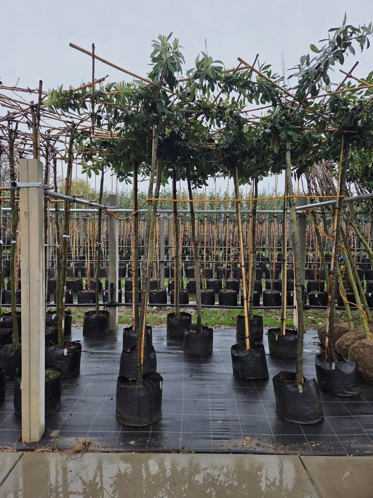 Dak laurier groen blijvend, Dak amberboom.  Dak vorm  bomen, Tuin en Terras, Planten | Bomen, Ophalen, In pot, Halfschaduw