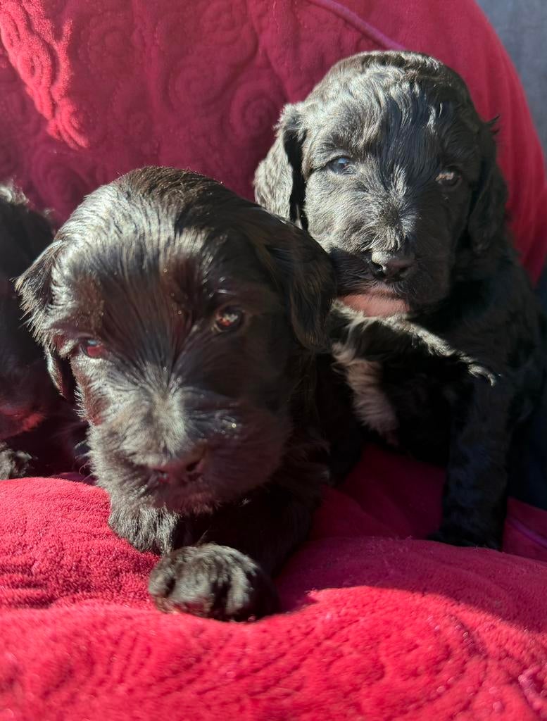 Medium Cobberdog/ Australian Labradoodle pups geboren, Parvo, Overige rassen, 8 tot 15 weken, Meerdere