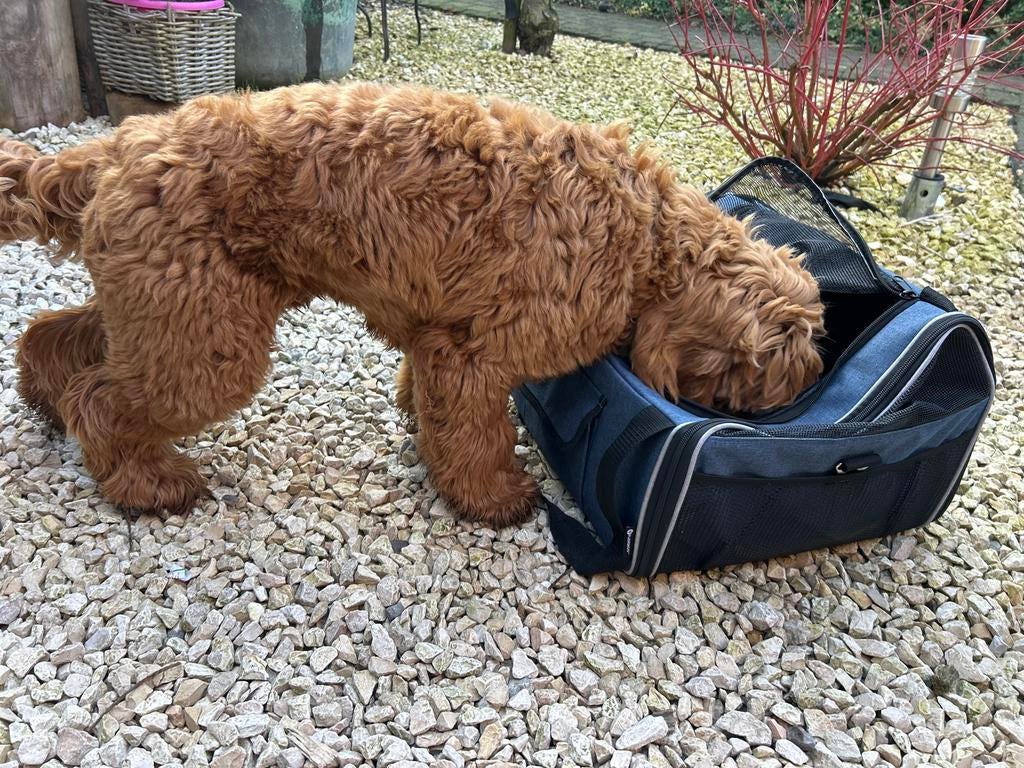 Draagtas kleine hond, Ophalen, Gebruikt