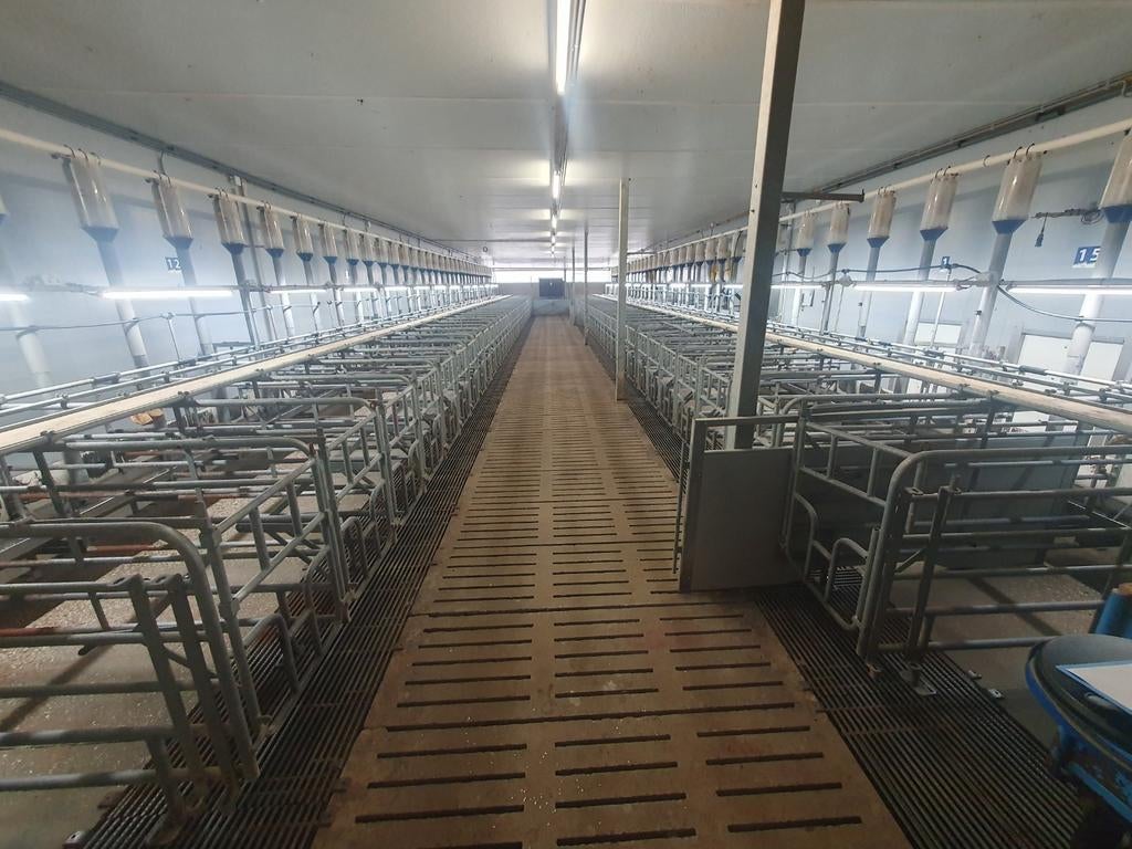 Dekstal, dekboxen varkens - 71 zeugen, 39 gelten, Dieren en Toebehoren, Varken