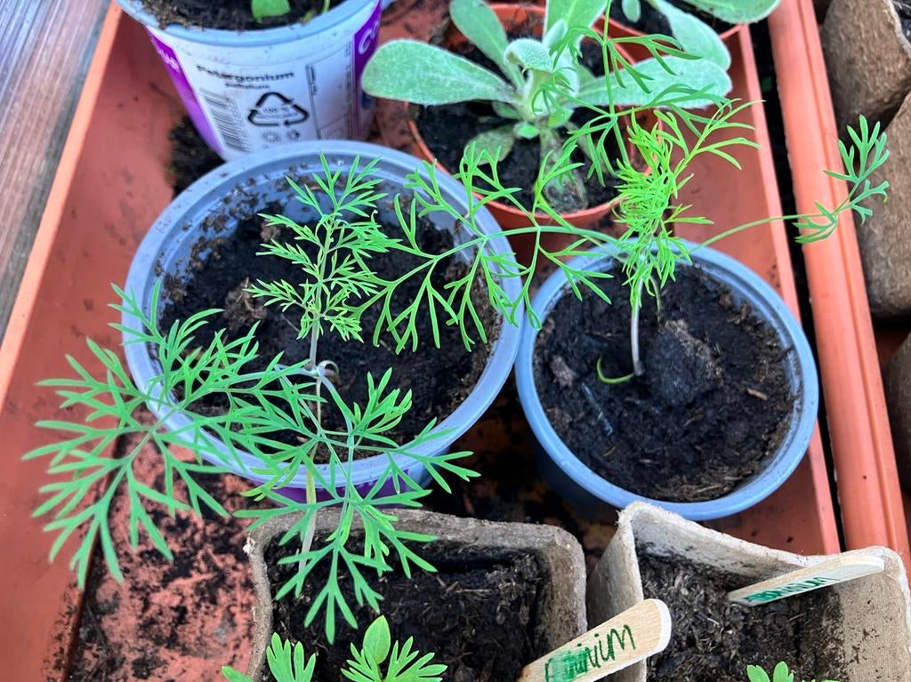 Dille plantjes, Tuin en Terras, Ophalen, Eenjarig, Groenteplanten, Volle zon